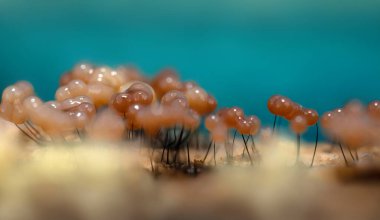 Sümük kalıpları. Dünyadaki en küçük mantarlar. Doğanın gizemli yaratıkları. Doğa arkaplanı. 