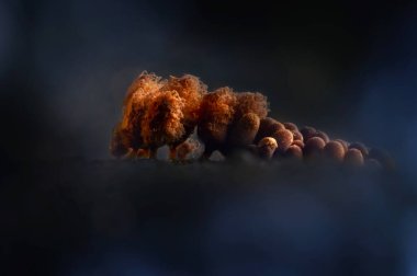 Sümük kalıpları. Dünyadaki en küçük mantarlar. Doğanın gizemli yaratıkları. Doğa arkaplanı. 