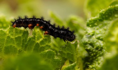Yakında kelebeğe dönüşecek bir tırtıl. Marsh Fritillary. Euphydryas aurinia. Yeşil doğa arkaplanı. 