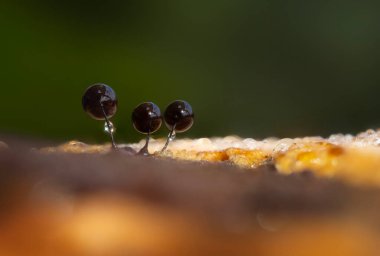 Sümük kalıpları. Dünyadaki en küçük mantarlar. Doğanın gizemli yaratıkları. Doğa arkaplanı. 