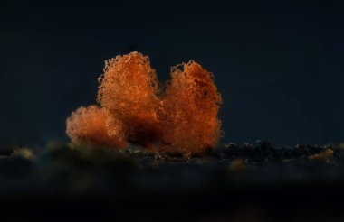 Sümük kalıpları. Dünyadaki en küçük mantarlar. Doğanın gizemli yaratıkları. Doğa arkaplanı. 