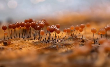 Sümük kalıpları. Dünyadaki en küçük mantarlar. Doğanın gizemli yaratıkları. Doğa arkaplanı. 