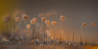 Sümük kalıpları. Dünyadaki en küçük mantarlar. Doğanın gizemli yaratıkları. Doğa arkaplanı. 