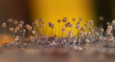 Sümük kalıpları. Dünyadaki en küçük mantarlar. Doğanın gizemli yaratıkları. Doğa arkaplanı. 
