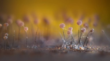 Sümük kalıpları. Dünyadaki en küçük mantarlar. Doğanın gizemli yaratıkları. Doğa arkaplanı. 