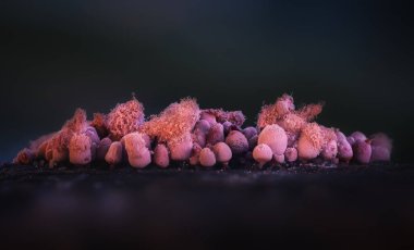 Sümük kalıpları. Dünyadaki en küçük mantarlar. Doğanın gizemli yaratıkları. Doğa arkaplanı. 