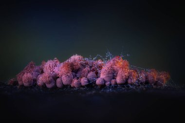 Sümük kalıpları. Dünyadaki en küçük mantarlar. Doğanın gizemli yaratıkları. Doğa arkaplanı. 