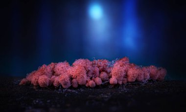 Sümük kalıpları. Dünyadaki en küçük mantarlar. Doğanın gizemli yaratıkları. Doğa arkaplanı. 