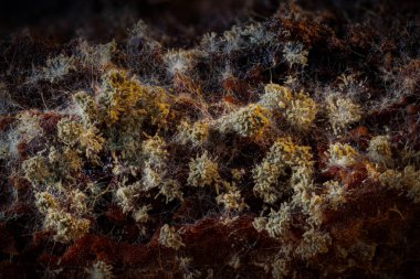 Sümük kalıpları. Dünyadaki en küçük mantarlar. Doğanın gizemli yaratıkları. Doğa arkaplanı. 