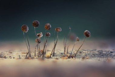Sümük kalıpları. Dünyadaki en küçük mantarlar. Doğanın gizemli yaratıkları. Doğa arkaplanı. 