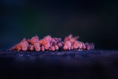 Sümük kalıpları. Dünyadaki en küçük mantarlar. Doğanın gizemli yaratıkları. Doğa arkaplanı. 