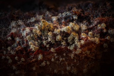 Sümük kalıpları. Dünyadaki en küçük mantarlar. Doğanın gizemli yaratıkları. Doğa arkaplanı. 