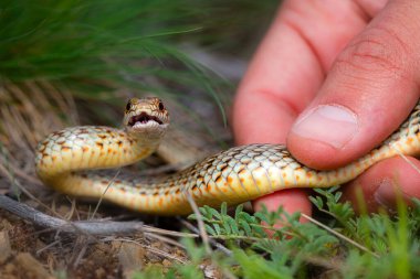 Avrupa 'daki en büyük yılan türü. Caspian yılanı. Dolichophis caspius