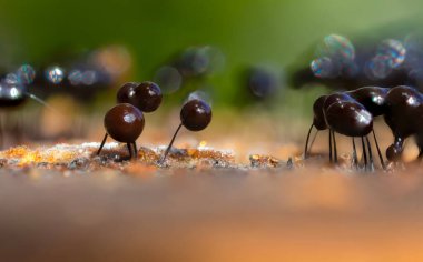 Sümük kalıpları. Dünyadaki en küçük mantarlar. Doğanın gizemli yaratıkları. Doğa arkaplanı. 