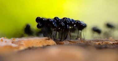 Sümük kalıpları. Dünyadaki en küçük mantarlar. Doğanın gizemli yaratıkları. Doğa arkaplanı. 