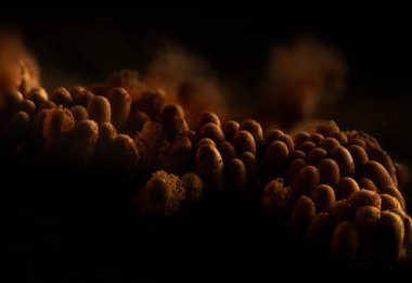 Sümük kalıpları. Dünyadaki en küçük mantarlar. Doğanın gizemli yaratıkları. Doğa arkaplanı. 