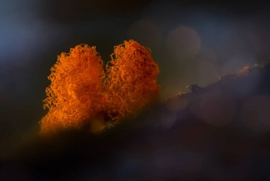 Sümük kalıpları. Dünyadaki en küçük mantarlar. Doğanın gizemli yaratıkları. Doğa arkaplanı. 