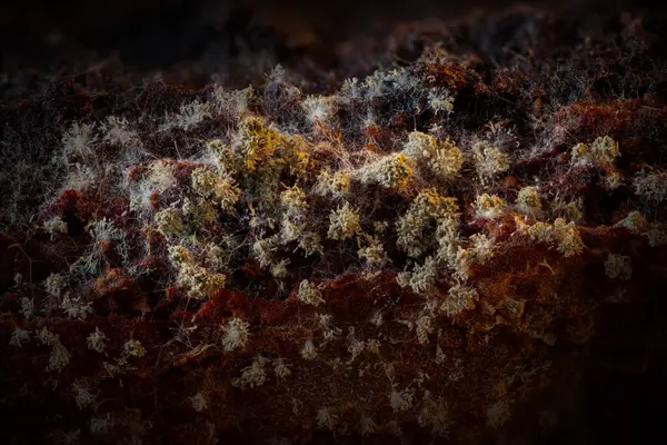 Sümük kalıpları. Dünyadaki en küçük mantarlar. Doğanın gizemli yaratıkları. Doğa arkaplanı. 