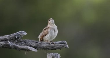 Farklı bir ağaçkakan türü. Doğa geçmişi. Avrasyalı Köylü. Jynx torquilla.