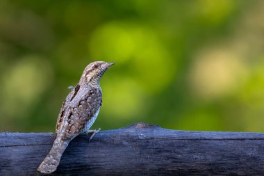 Farklı bir ağaçkakan türü. Doğa geçmişi. Avrasyalı Köylü. Jynx torquilla.
