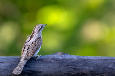 Farklı bir ağaçkakan türü. Doğa geçmişi. Avrasyalı Köylü. Jynx torquilla.