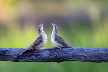 Farklı bir ağaçkakan türü. Doğa geçmişi. Avrasyalı Köylü. Jynx torquilla.