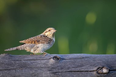 Farklı bir ağaçkakan türü. Doğa geçmişi. Avrasyalı Köylü. Jynx torquilla.