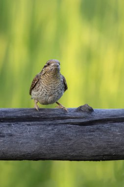 Farklı bir ağaçkakan türü. Doğa geçmişi. Avrasyalı Köylü. Jynx torquilla.
