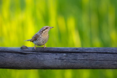 Farklı bir ağaçkakan türü. Doğa geçmişi. Avrasyalı Köylü. Jynx torquilla.