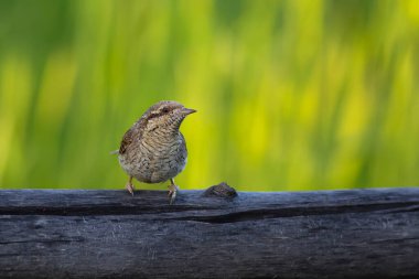 Farklı bir ağaçkakan türü. Doğa geçmişi. Avrasyalı Köylü. Jynx torquilla.