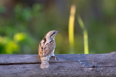 Farklı bir ağaçkakan türü. Doğa geçmişi. Avrasyalı Köylü. Jynx torquilla.