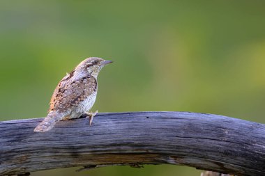 Farklı bir ağaçkakan türü. Doğa geçmişi. Avrasyalı Köylü. Jynx torquilla.