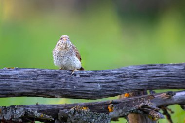 Farklı bir ağaçkakan türü. Doğa geçmişi. Avrasyalı Köylü. Jynx torquilla.