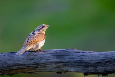 Farklı bir ağaçkakan türü. Doğa geçmişi. Avrasyalı Köylü. Jynx torquilla.
