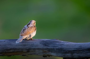 Farklı bir ağaçkakan türü. Doğa geçmişi. Avrasyalı Köylü. Jynx torquilla.