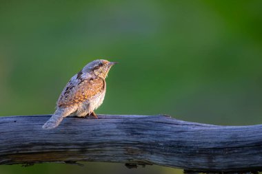 Farklı bir ağaçkakan türü. Doğa geçmişi. Avrasyalı Köylü. Jynx torquilla.