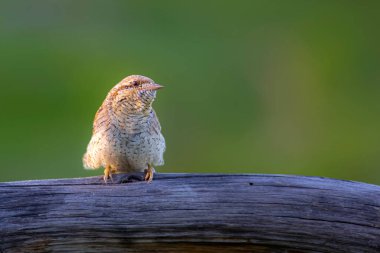 Farklı bir ağaçkakan türü. Doğa geçmişi. Avrasyalı Köylü. Jynx torquilla.