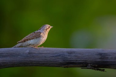 Farklı bir ağaçkakan türü. Doğa geçmişi. Avrasyalı Köylü. Jynx torquilla.