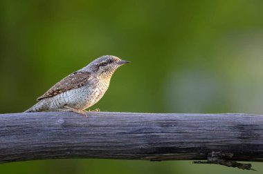 Farklı bir ağaçkakan türü. Doğa geçmişi. Avrasyalı Köylü. Jynx torquilla.