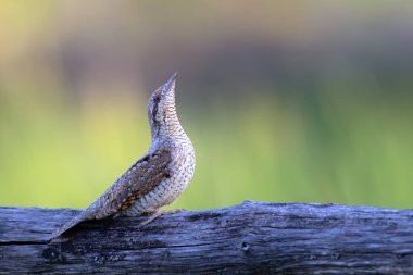 Farklı bir ağaçkakan türü. Doğa geçmişi. Avrasyalı Köylü. Jynx torquilla.