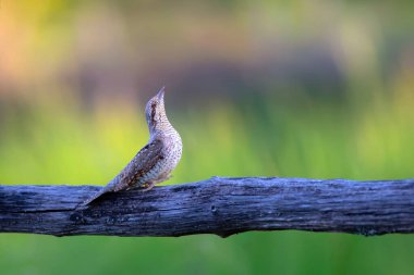 Farklı bir ağaçkakan türü. Doğa geçmişi. Avrasyalı Köylü. Jynx torquilla.