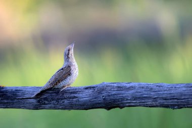 Farklı bir ağaçkakan türü. Doğa geçmişi. Avrasyalı Köylü. Jynx torquilla.
