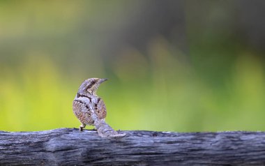 Farklı bir ağaçkakan türü. Doğa geçmişi. Avrasyalı Köylü. Jynx torquilla.