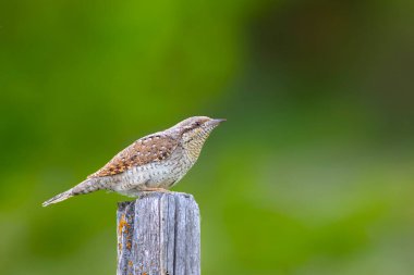 Farklı bir ağaçkakan türü. Doğa geçmişi. Avrasyalı Köylü. Jynx torquilla.