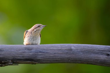Farklı bir ağaçkakan türü. Doğa geçmişi. Avrasyalı Köylü. Jynx torquilla.
