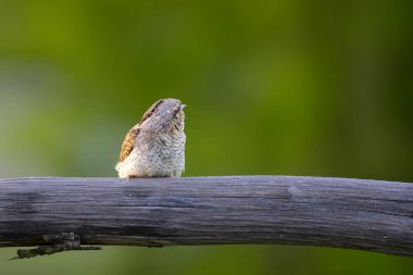Farklı bir ağaçkakan türü. Doğa geçmişi. Avrasyalı Köylü. Jynx torquilla.