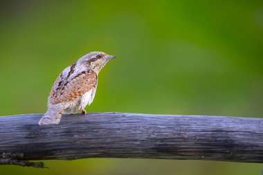 Farklı bir ağaçkakan türü. Doğa geçmişi. Avrasyalı Köylü. Jynx torquilla.