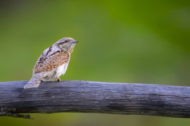 Farklı bir ağaçkakan türü. Doğa geçmişi. Avrasyalı Köylü. Jynx torquilla.