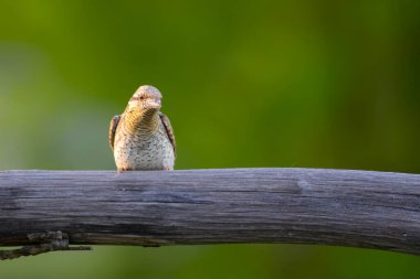 Farklı bir ağaçkakan türü. Doğa geçmişi. Avrasyalı Köylü. Jynx torquilla.