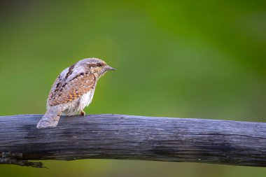 Farklı bir ağaçkakan türü. Doğa geçmişi. Avrasyalı Köylü. Jynx torquilla.